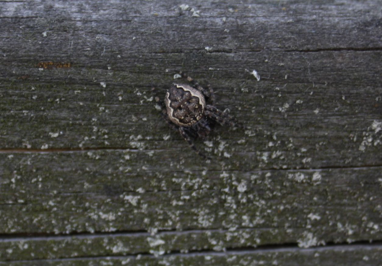 Philodromus sp.; Araniella sp,; Nuctenea sp.